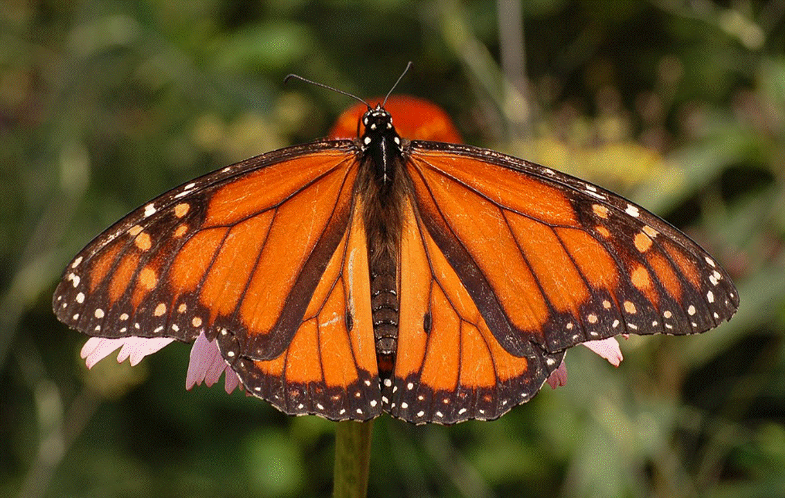 Monarch Butterfly in Cyprus