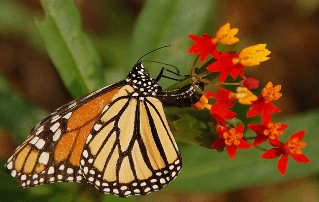 Monarch Butterfly