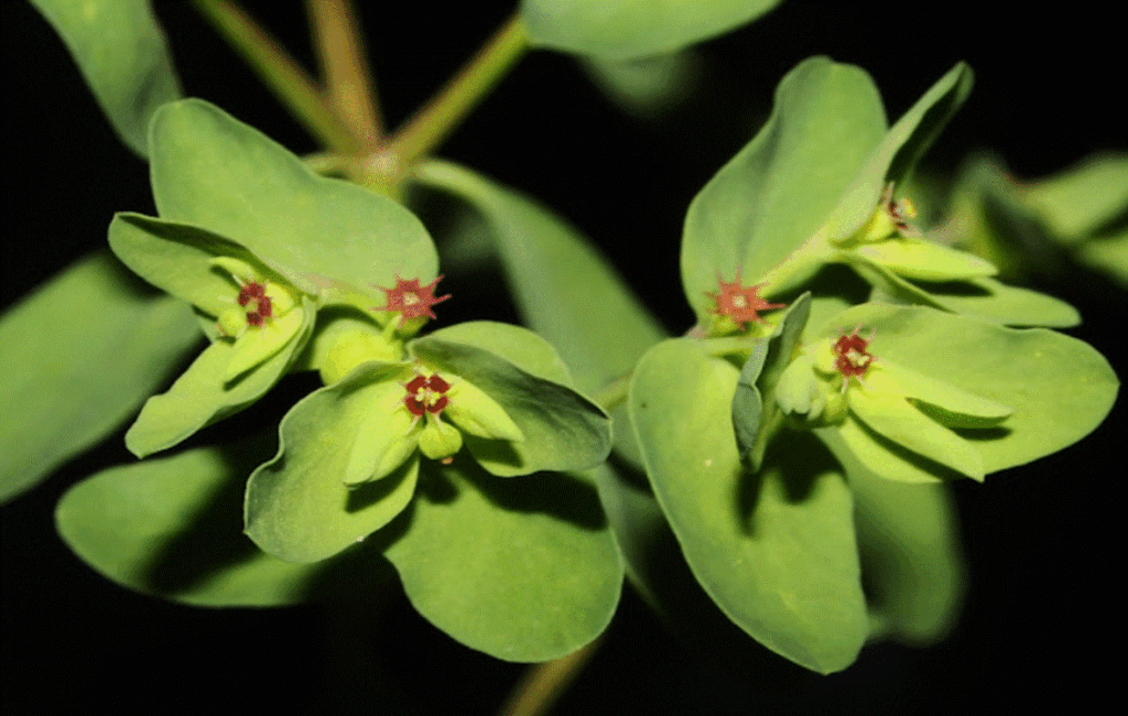 Cyprus Milkweed