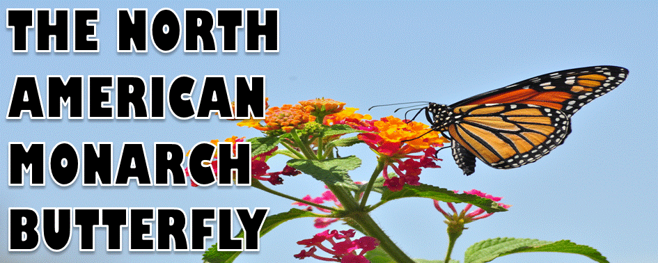 The Monarch Butterfly