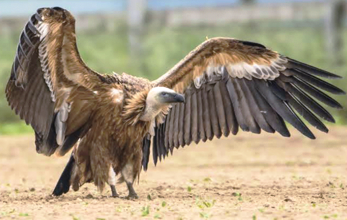 Cyprus Griffon Vulture