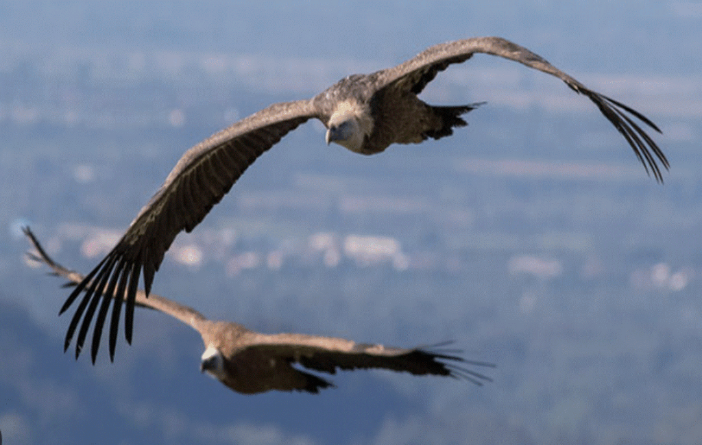 Cyprus Griffon Vulture