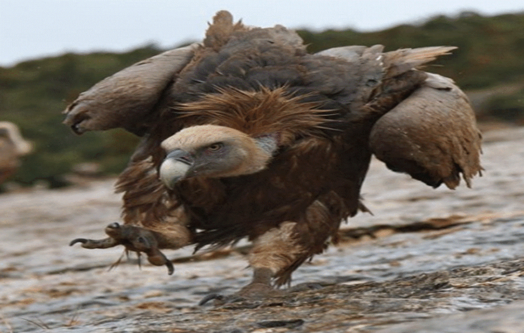 Cyprus Griffon Vulture