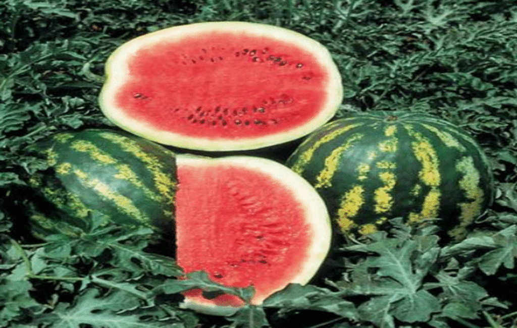 Cyprus Watermelon