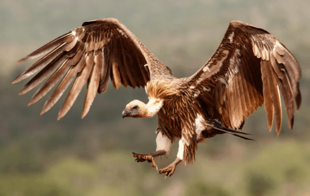 Cyprus Griffon Vulture