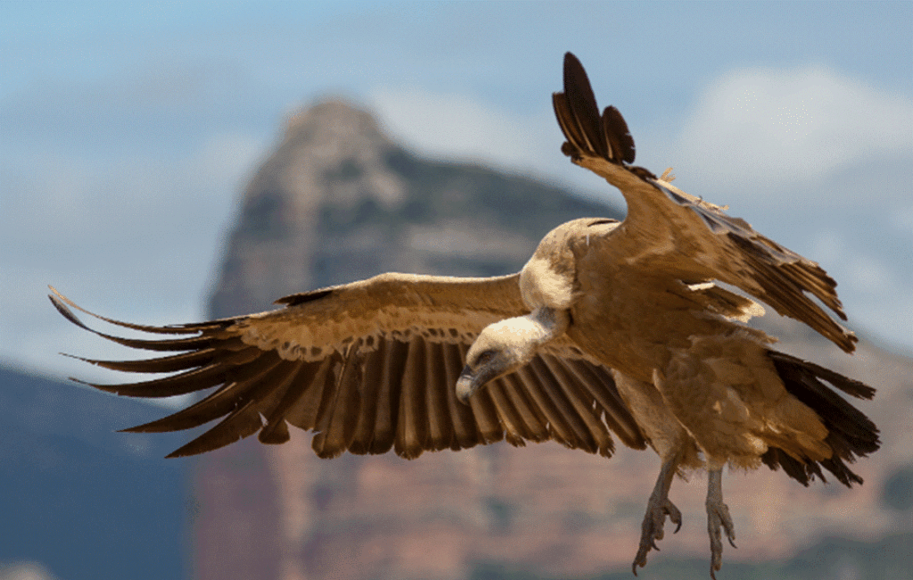 Cyprus Griffon Vulture