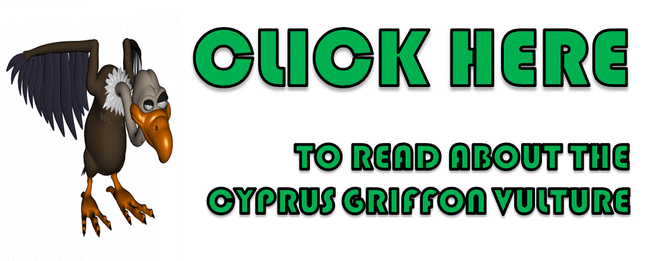 The Cyprus Griffon Vulture, Cyprus Wildlife