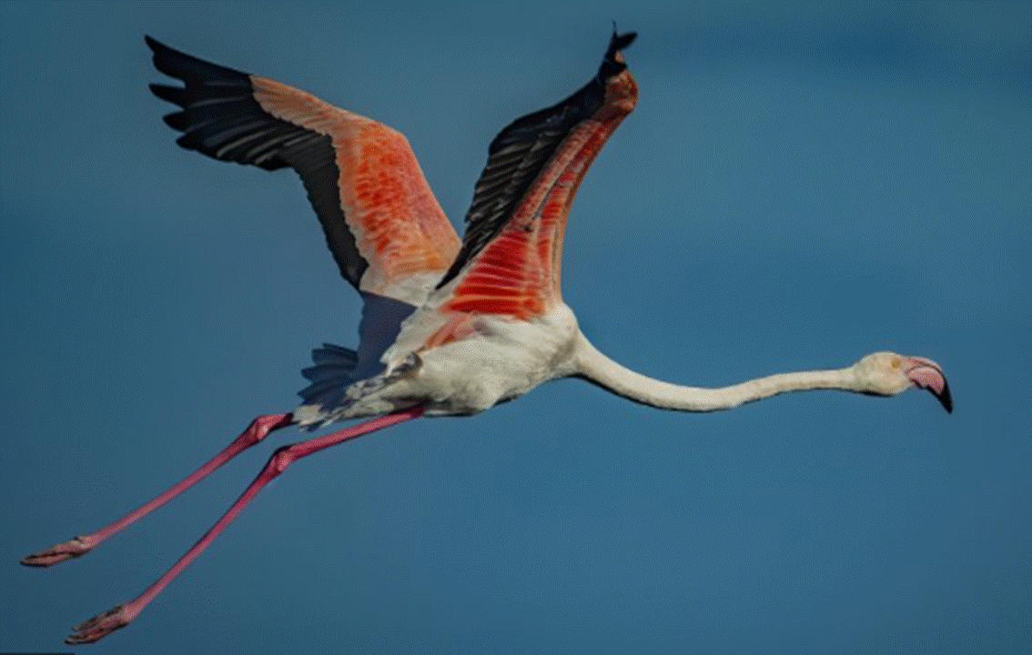 The Greater Flamingo Cyprus