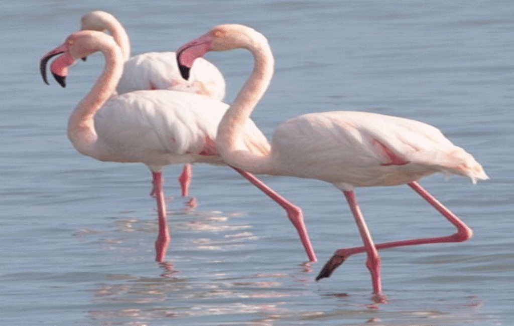 Cyprus Flamingos