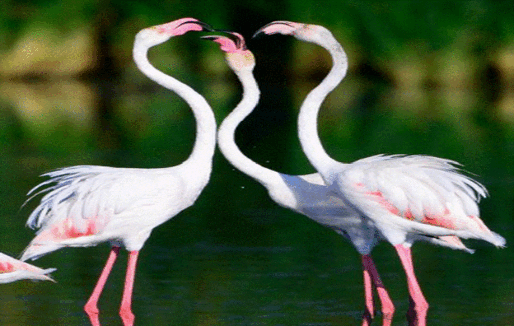 Flamingos In Cyprus