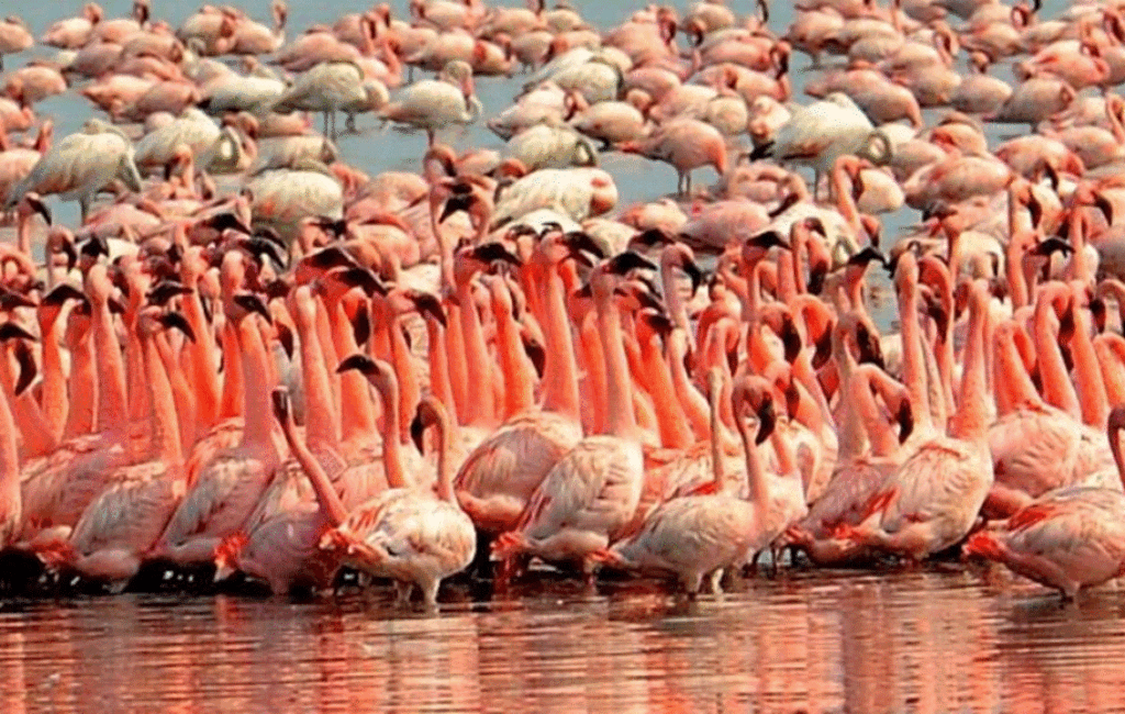 The Flamingos Of Cyprus