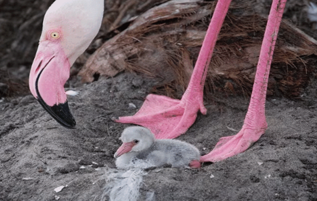 Cyprus Flamingo With Chick