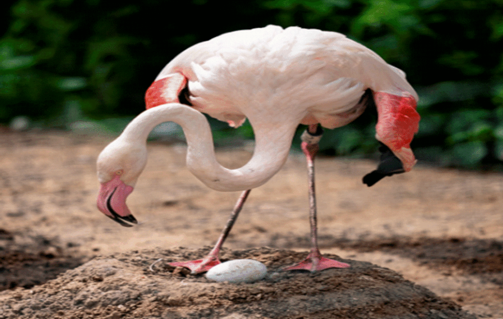 Cyprus Flamingo