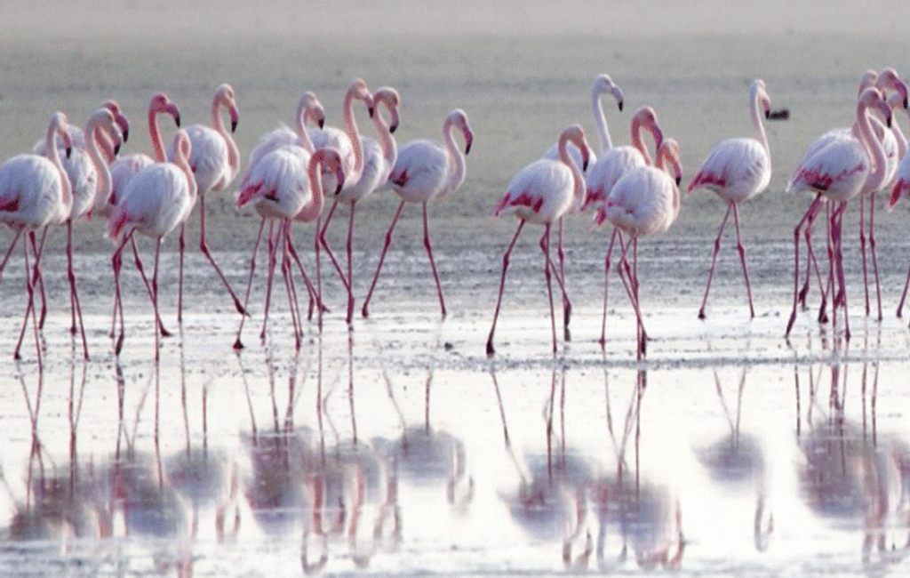 Flamingos At The Salt Lake In Cyprus