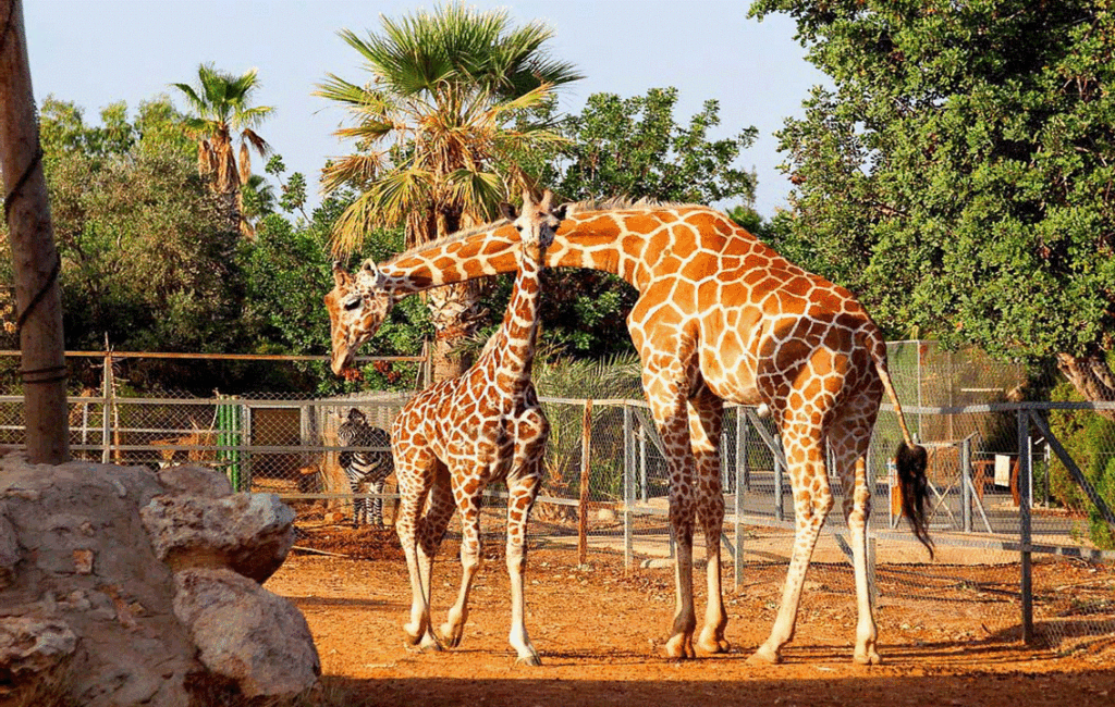 The Giraffes of Pafos Zoo