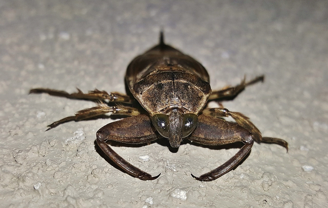 The Giant Water Bug In Cyprus