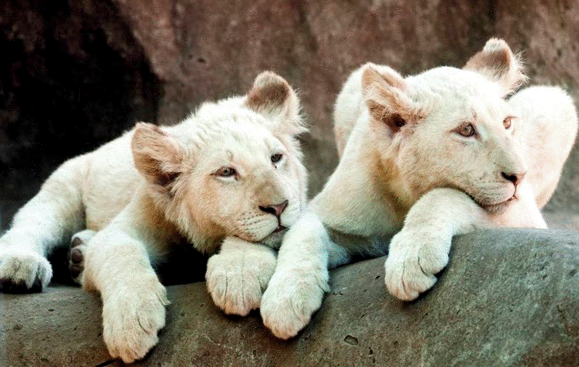 White Lions At The Pafos Zoo