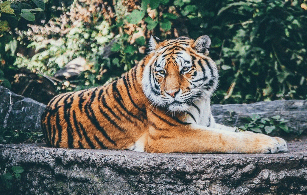 The Tigers Of Pafos Zoo