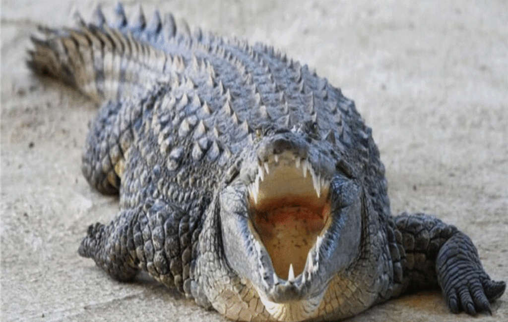 The Crocodiles Of The Pafos Museum