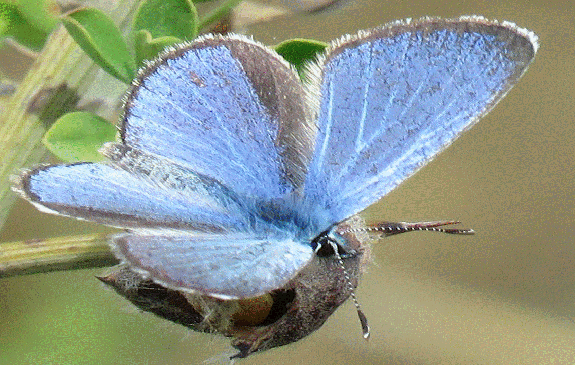 The Akamas Blue Butterfly