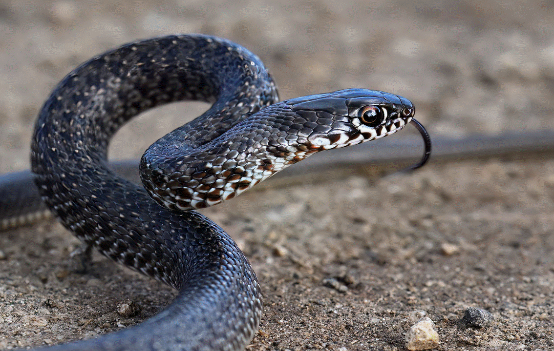 THE CYPRUS WHIP SNAKE - Cyprus Traveller Guide