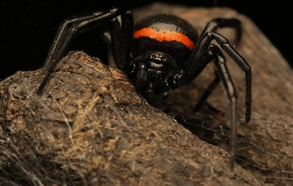 The Mediterranean False Widow Spider In Cyprus