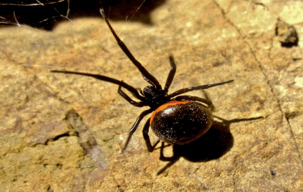 The Mediterranean False Widow Spider In Cyprus