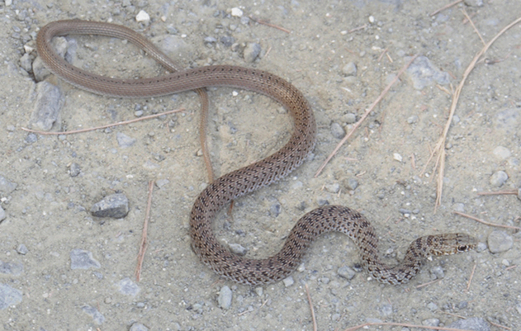 The Cyprus Whip Snake