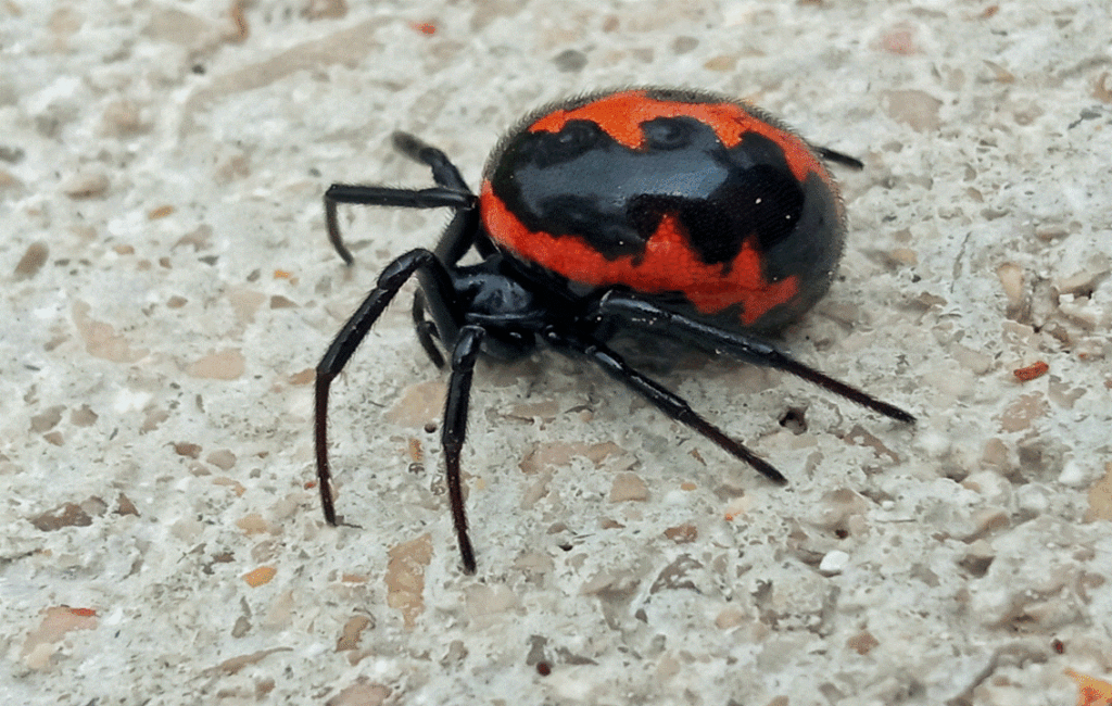 The Mediterranean False Widow Spider In Cyprus