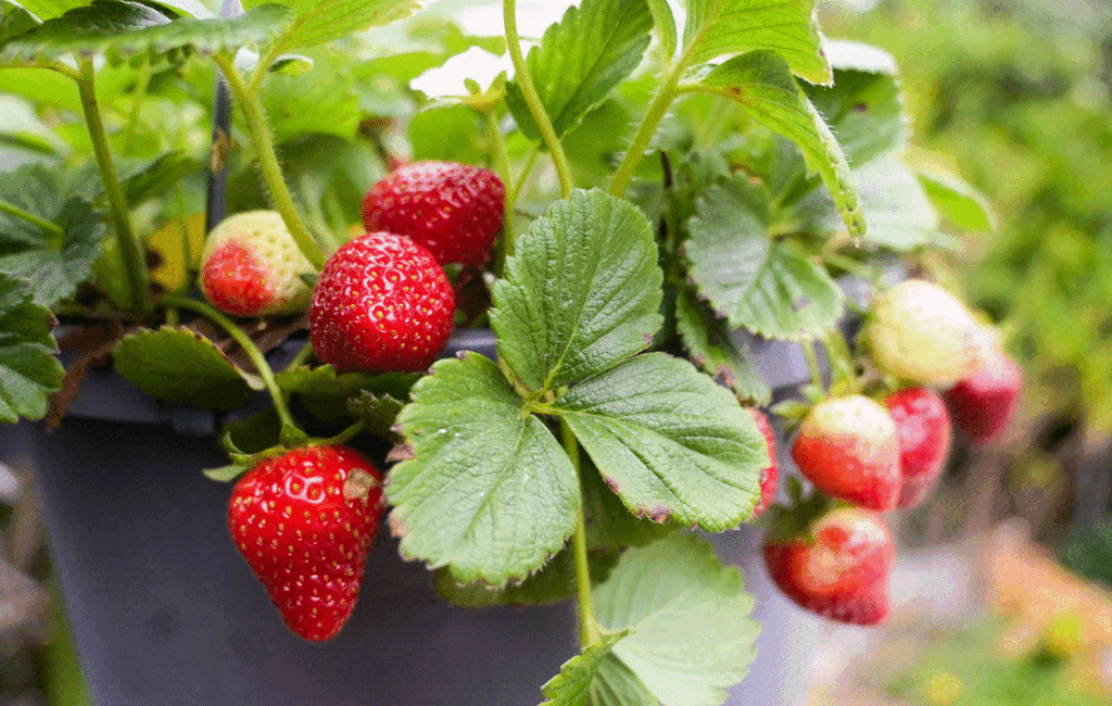 Fresh Cyprus Strawberries