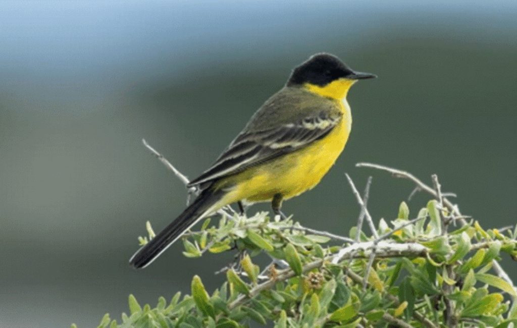 A Black-Headed Wagtails In Cyprus