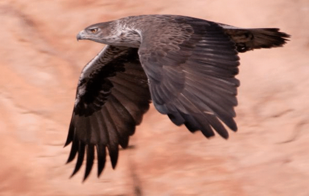 Bonelli's Eagle In Cyprus