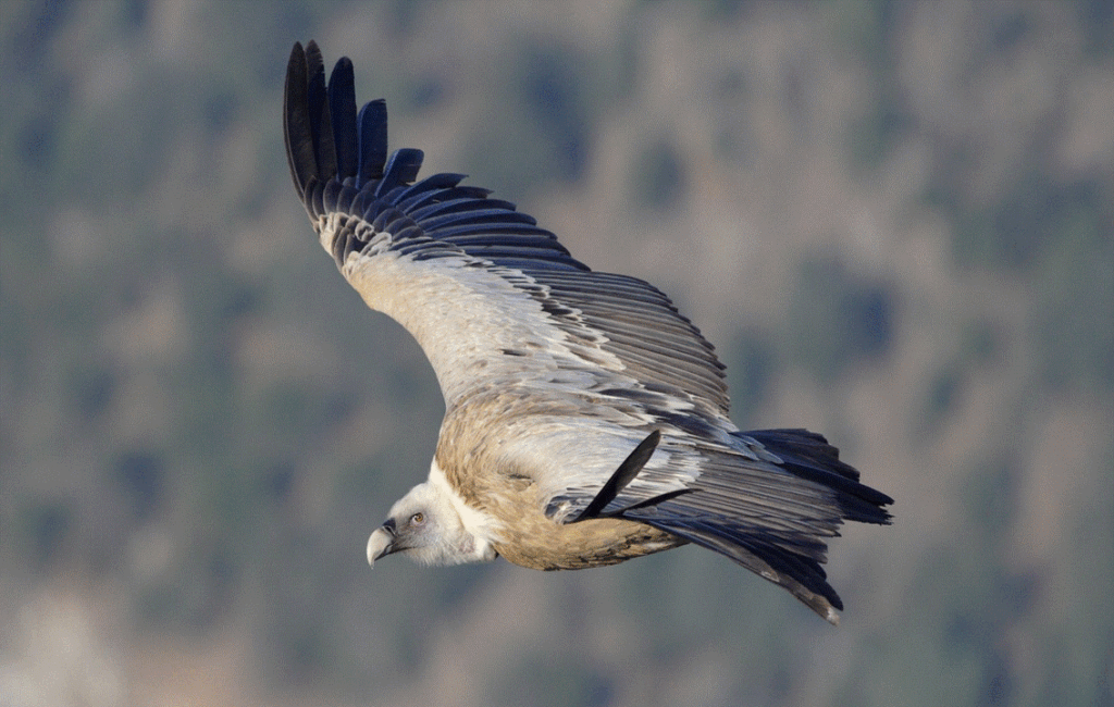 The Griffon Vulture