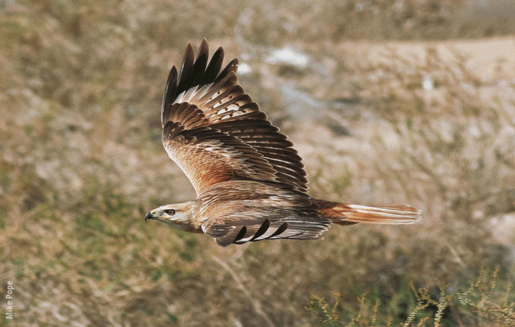 Long Legged Buzzard In Cyprus