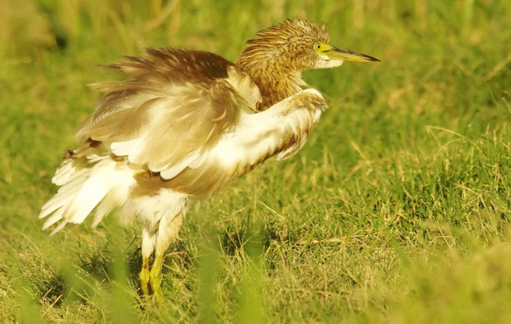 Bird Watching In Cyprus