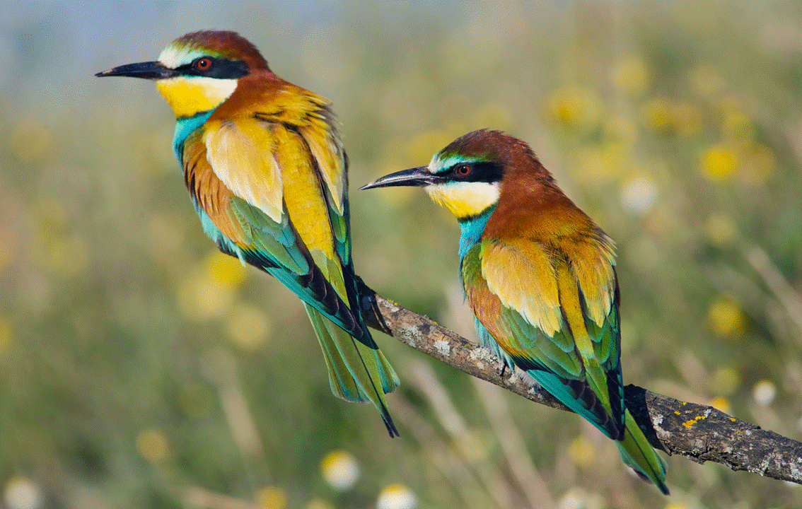 Bird Watching In Cyprus