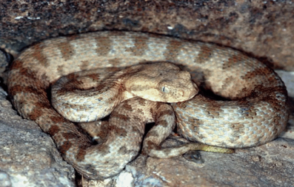 The Cyprus Blunt Nosed Viper