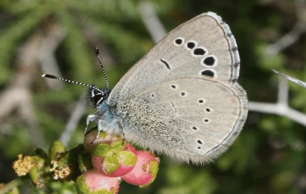 A Female Paphos Blue Butterfly