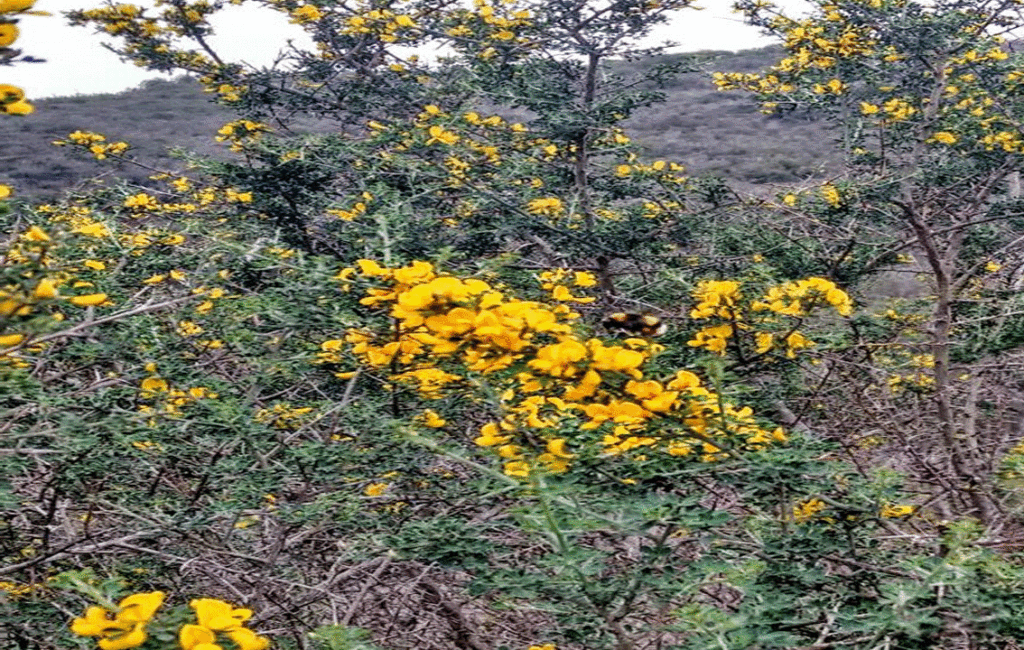 Prickly Broom Plant In The Cyprus Countryside