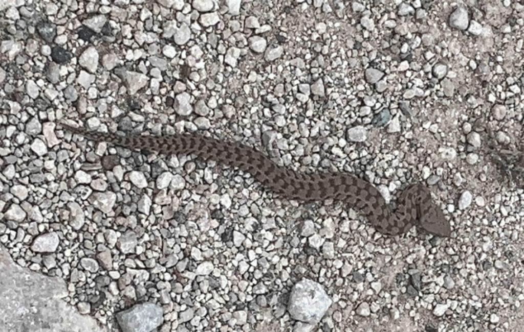 The Cyprus Blunt Nosed Viper