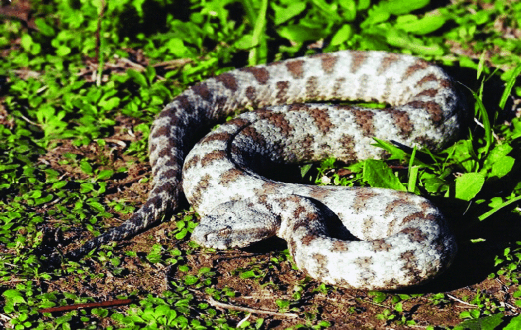 The Cyprus Blunt Nosed Viper