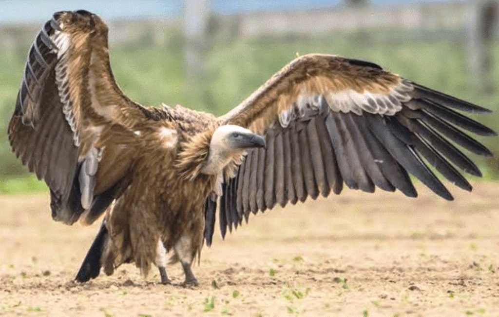 The Cyprus Griffon Vulture