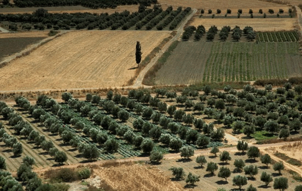 Cypriot Agriculture During British Colonial Rule