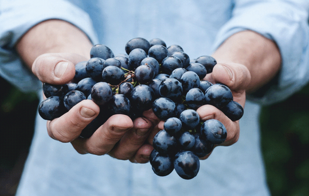 The Limassol Wine Festival In Cyprus