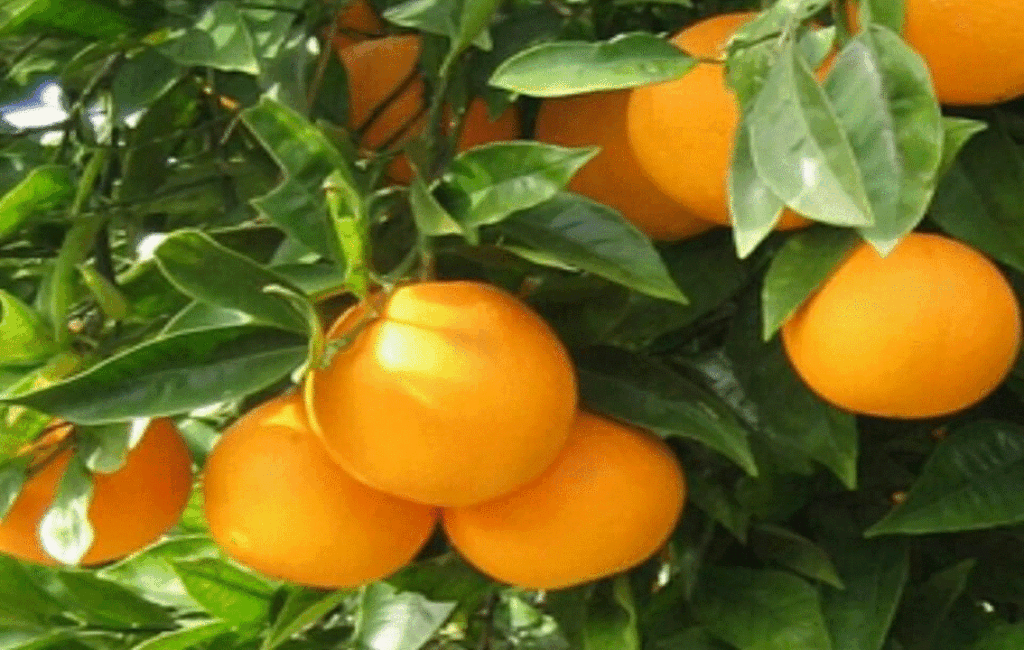 Cyprus Mandarins