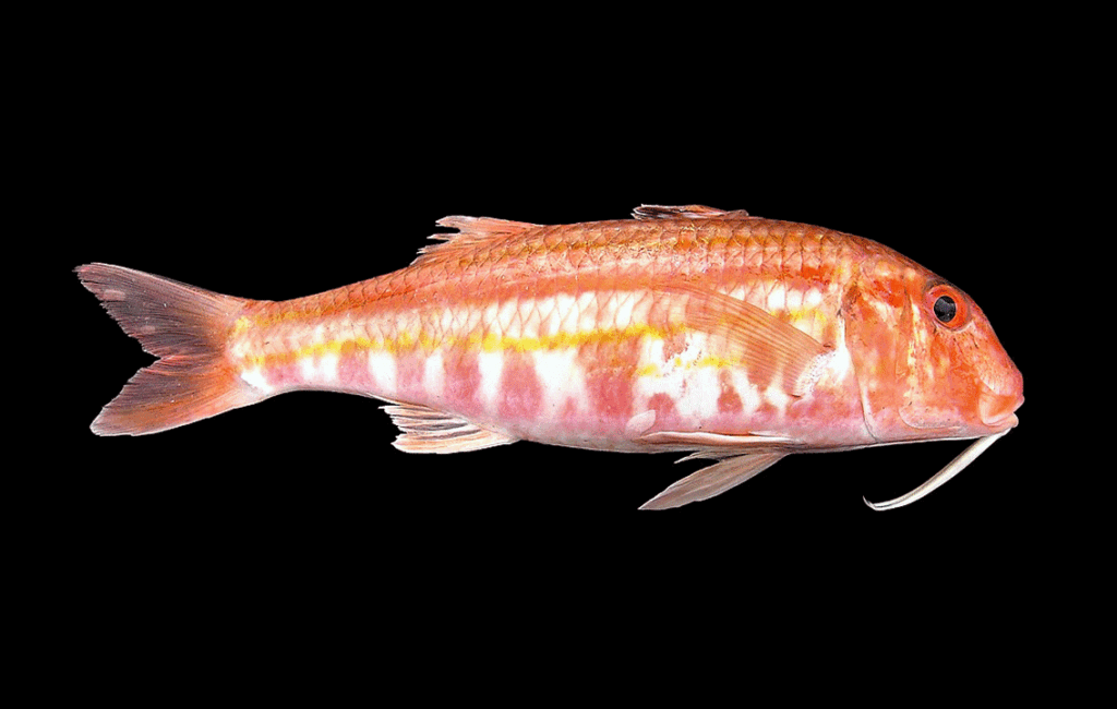 The Striped Red Mullet Or Cyprus Barbouni