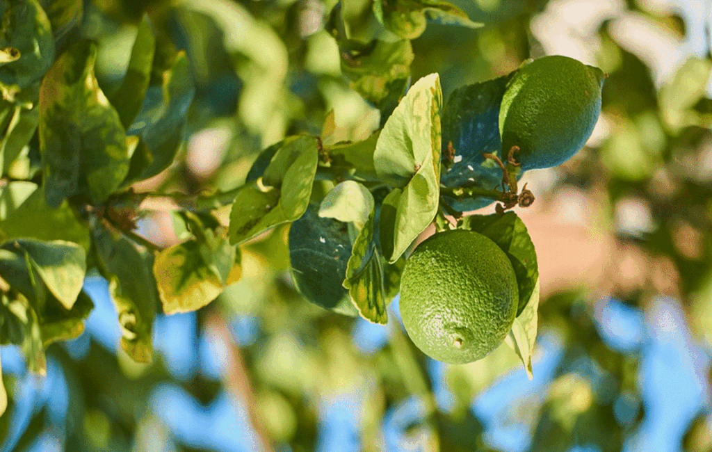 Cyprus Limes