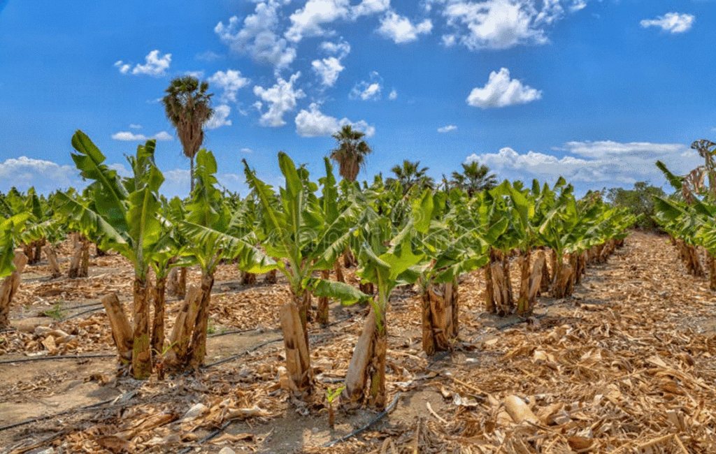 Cyprus Bananas