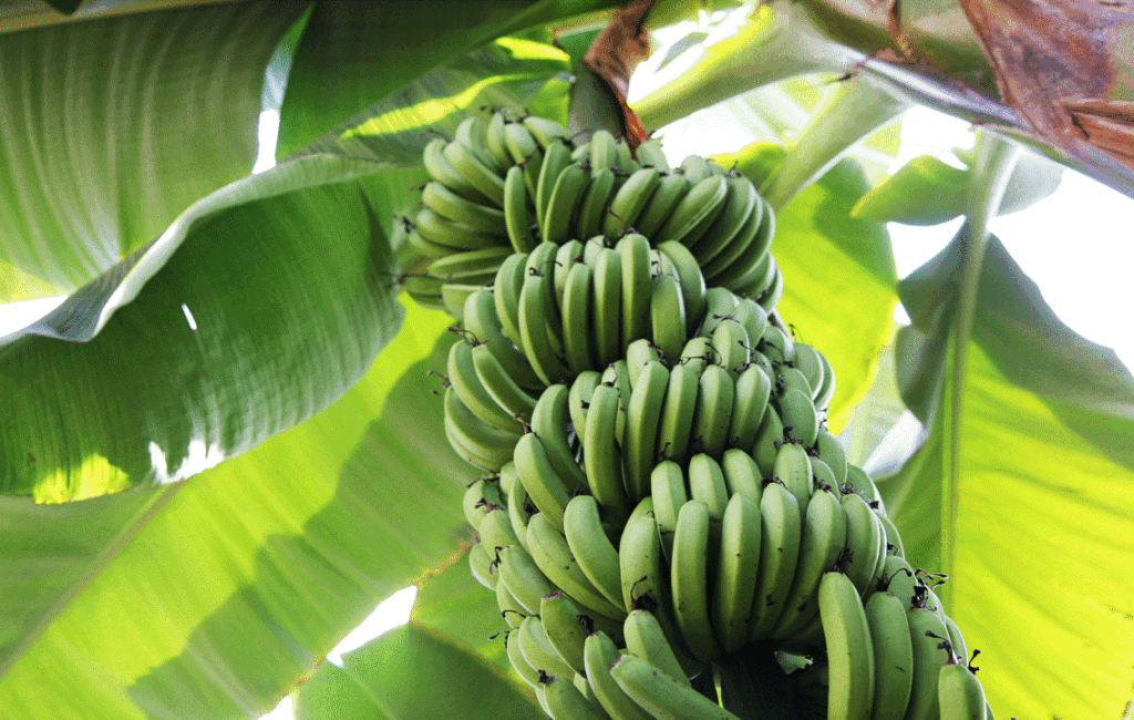 Cyprus Bananas