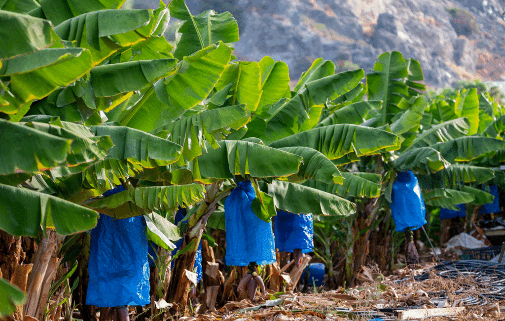 Cyprus Bananas